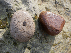 蒜山の川原の石、２つ