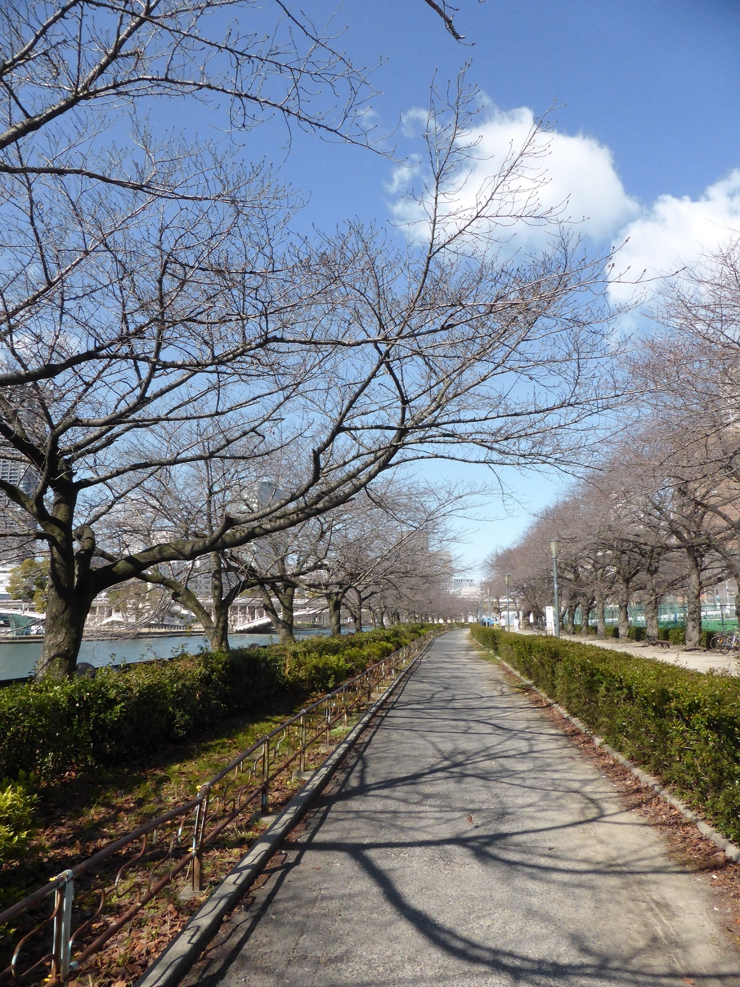 もうすぐ春、桜のつぼみもふくらんでいます。