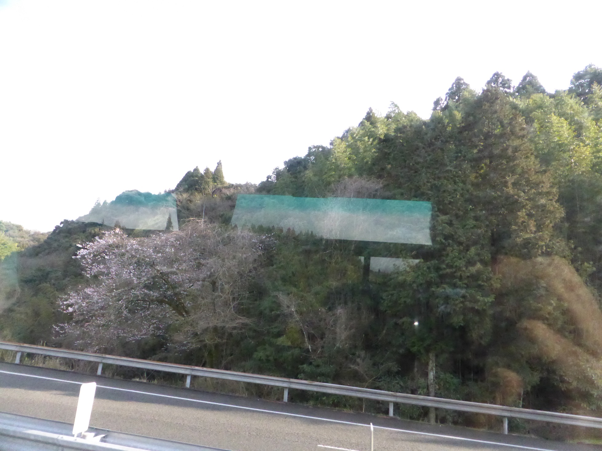 桜が咲き出した