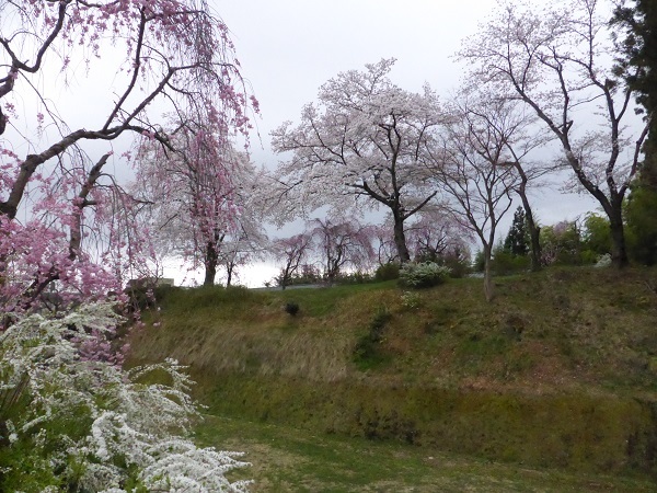 お土居のしだれ桜・全体