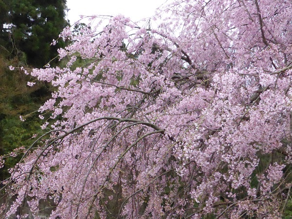 しだれ桜