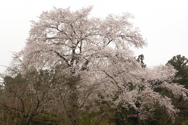 ③桜は枝垂れではなかった