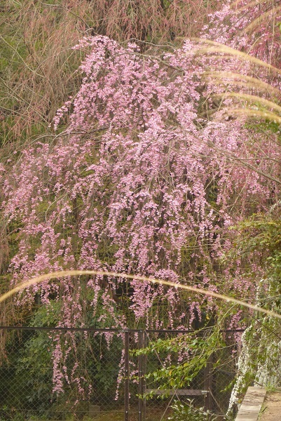 ④枝垂れのように見える桜