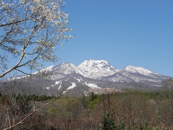②雪を頂く妙高山と咲きだした桜