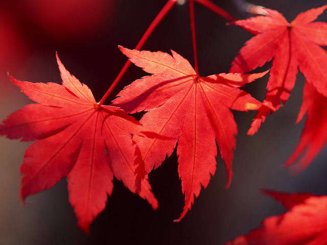 秋の桜はまるで宝石のように