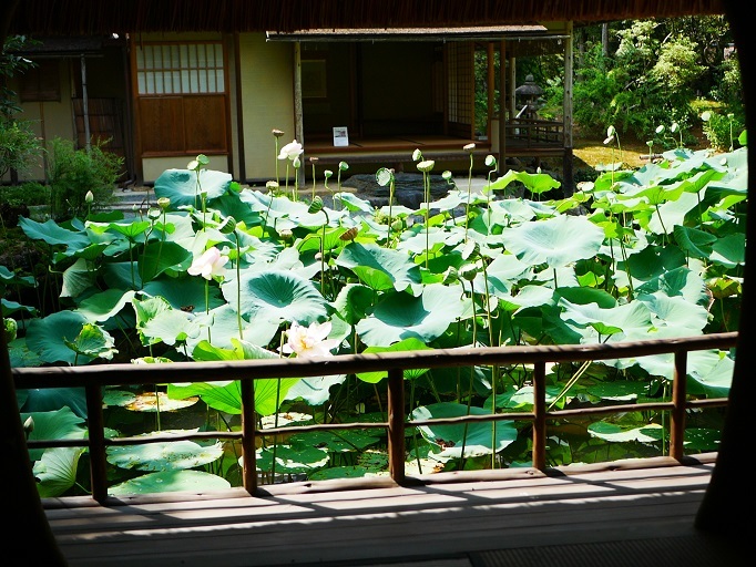 ①如舫亭から池の蓮を見る