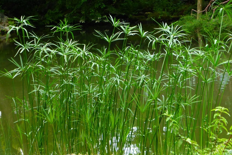 芙蓉池