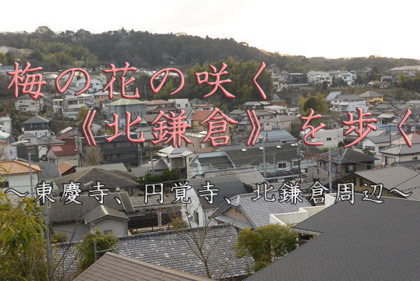 梅の花の咲く《北鎌倉》を歩く～東慶寺、円覚寺、北鎌倉近辺～