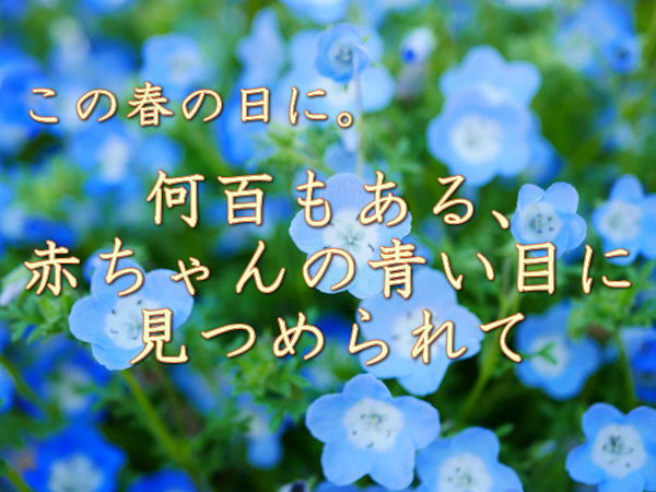 この春の日に。何百もある、赤ちゃんの青い目に見つめられて