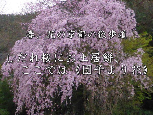 桜　タイトル