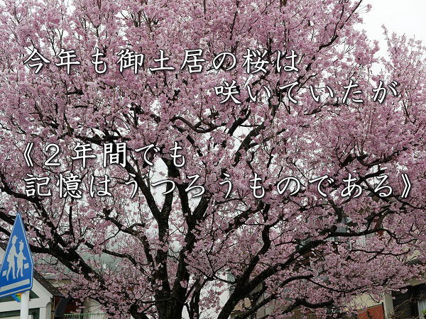 桜（訂正）タイトル画像