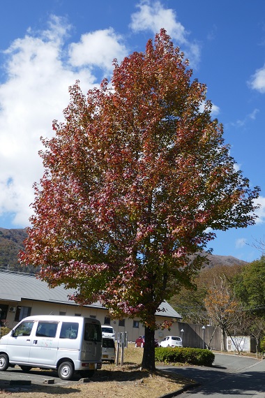 メタセコイア並木の秋①