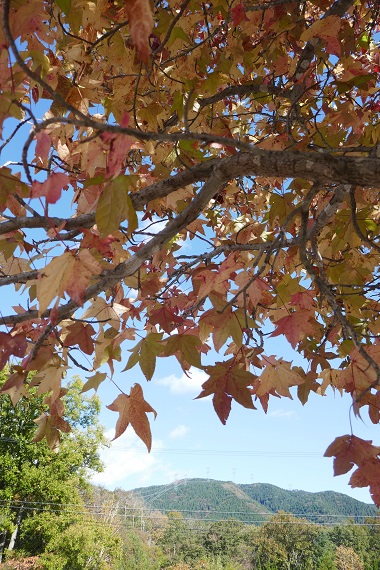 メタセコイア並木の秋②