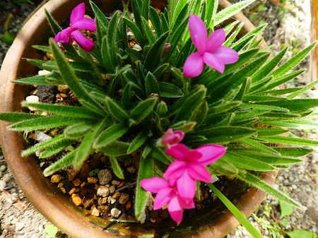 厳寒の花、春に咲く