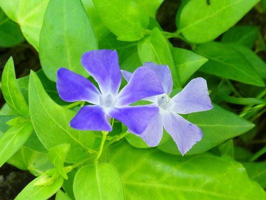 はかなげな花の風に揺れている