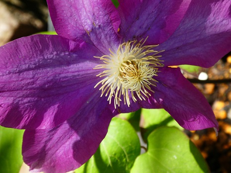 大輪のテッセンの花が咲いている