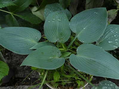 《花に癒される》ってこと、ありますか？