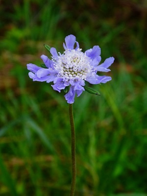 匂いたつ《まつむし草》