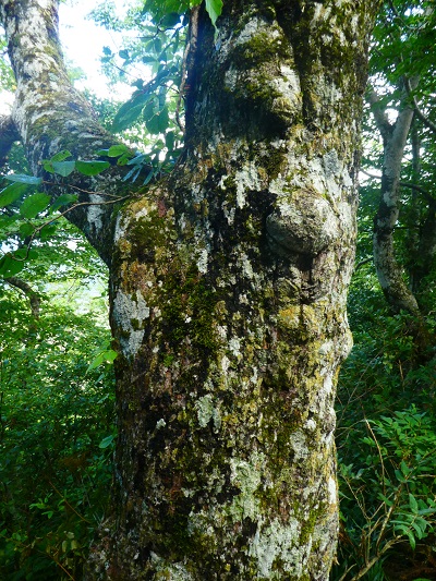 木の幹をみると