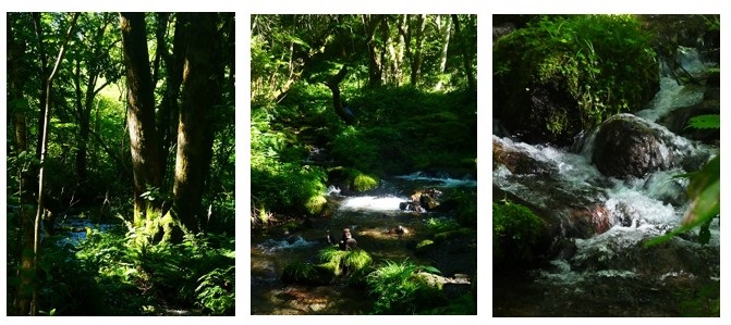 大山の麓の渓流を歩く