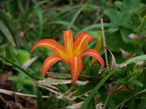 岩場に花が咲く