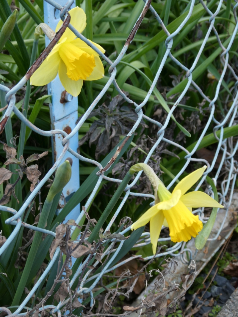 春は名のみだが、この花は元気だ